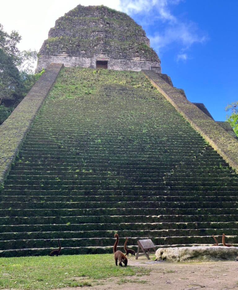 A large and well maintained pyramid and temple in Tikal National Park