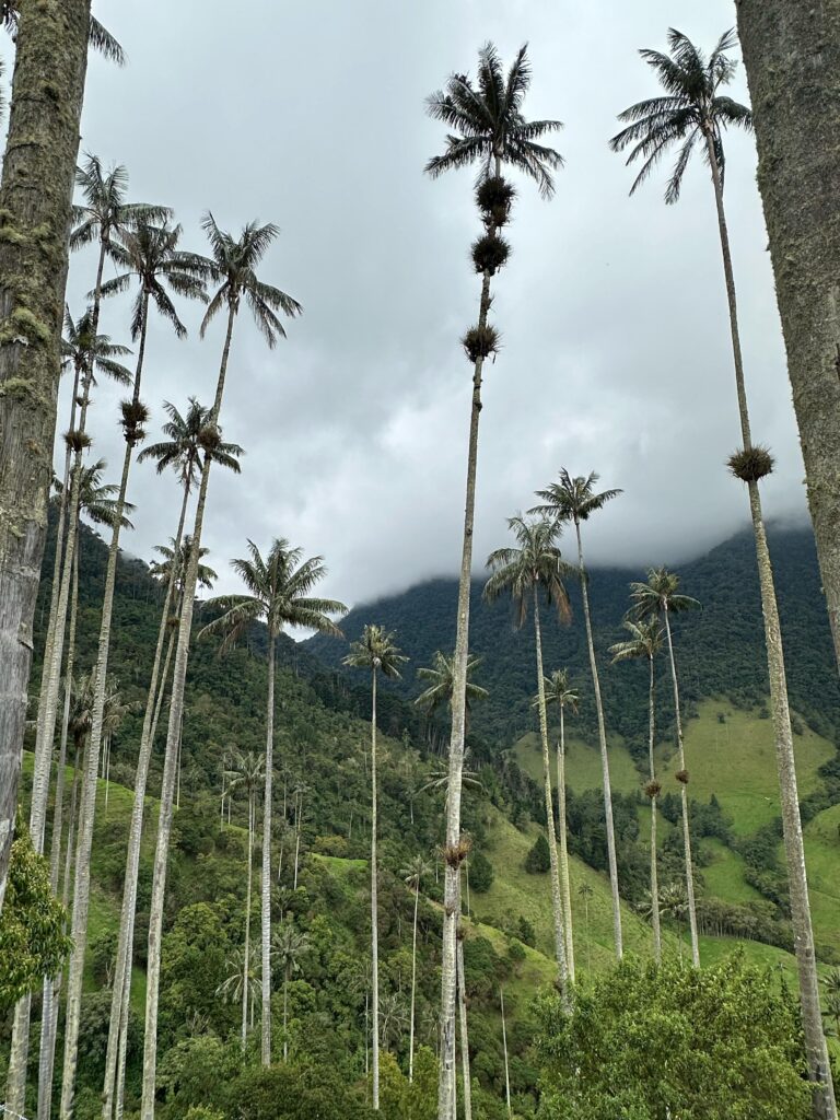 The Wax Palm trees at Cocora Valley in Colombia