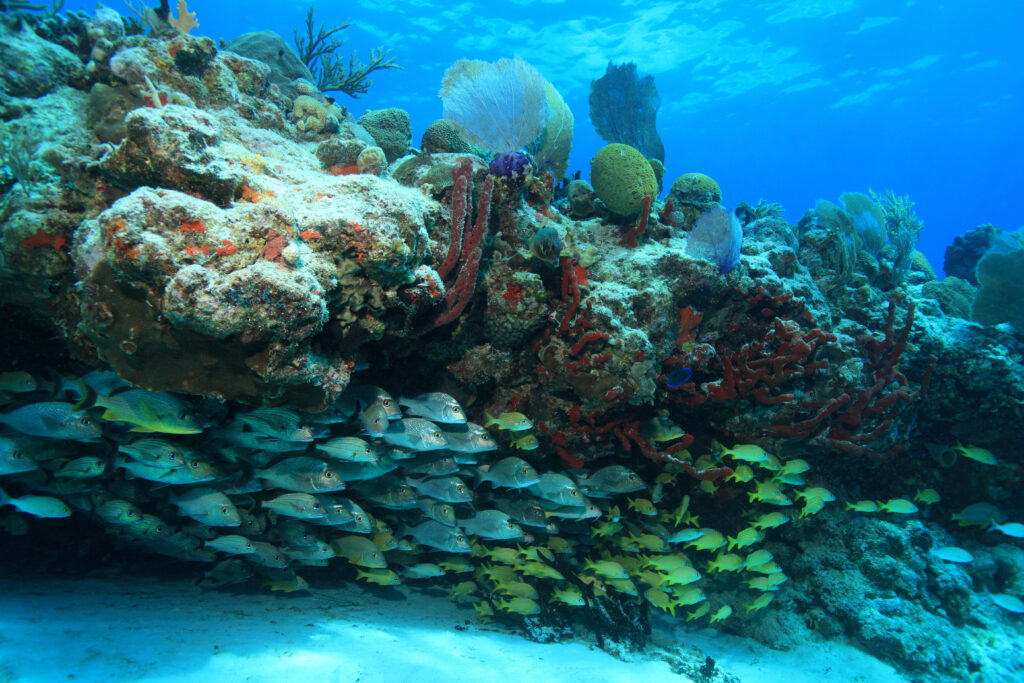 Coral reef and school of fish near the island of Cozumel, near Playa del Carmen, Quintana Roo Mexico