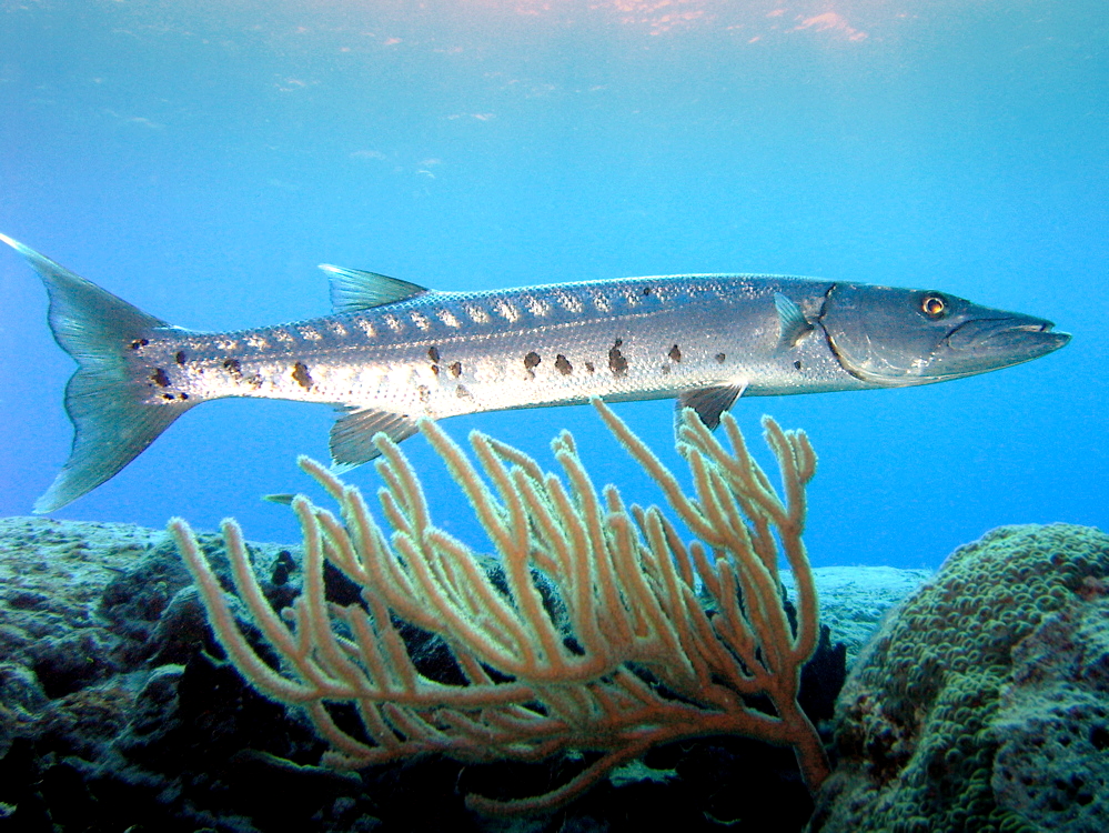 A Barricuda swimming next to coral near Cozumel