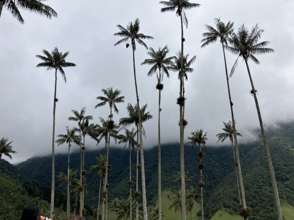 Cocora Valley