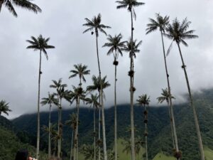 Cocora Valley