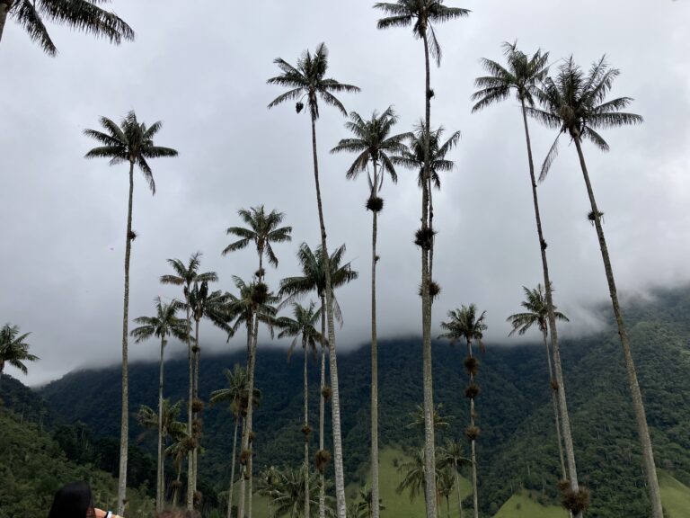 Cocora Valley