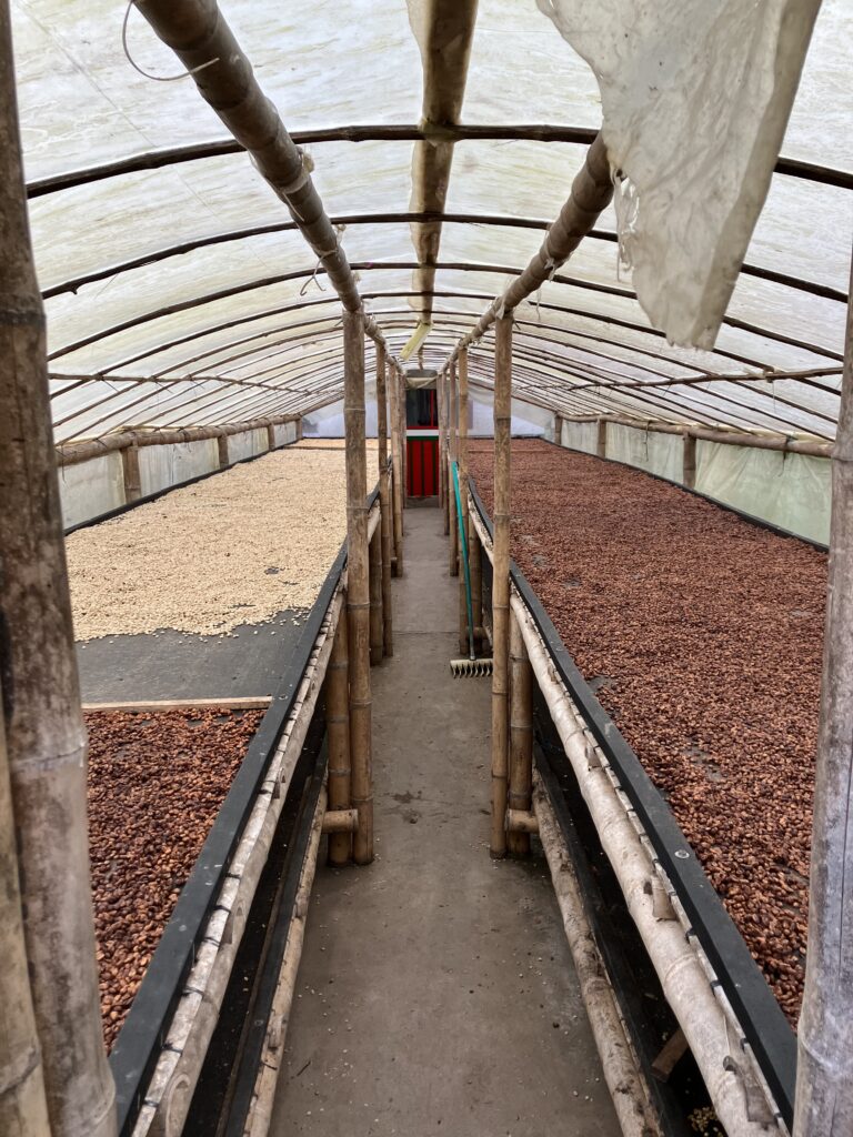 Coffee beans drying at a coffee farm in Colombia