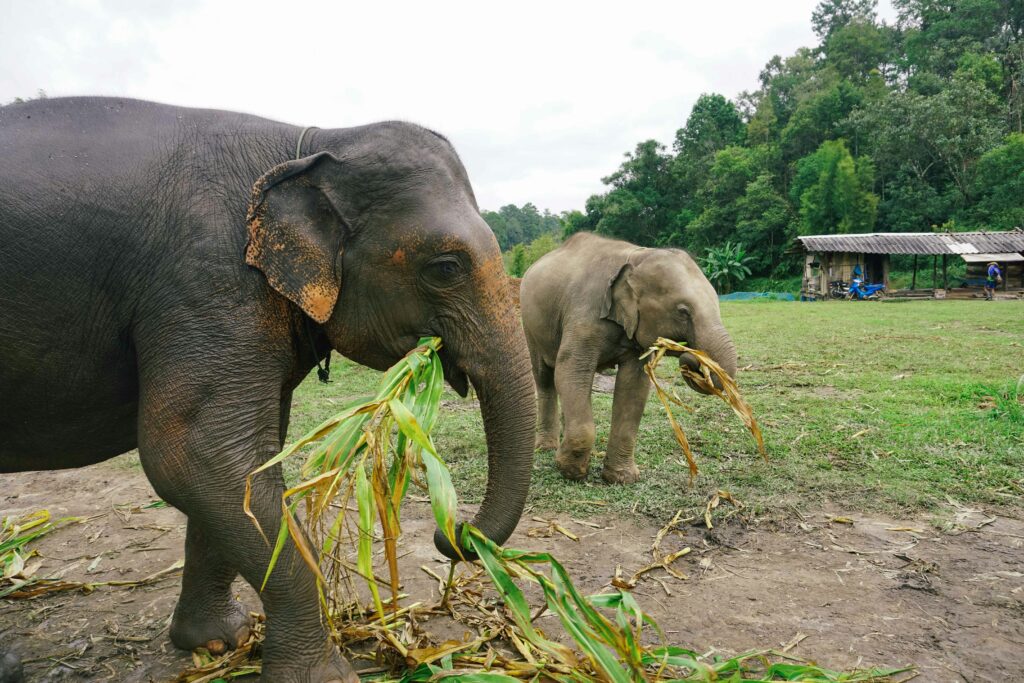 Two elephants eating plant leaves and branches at an Elephant sanctuary in Thailand