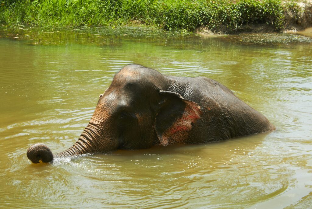 An elephant bathing in a pond in rural Chiang Mai, Thailand