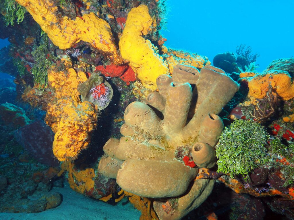 Vibrant colorful coral near Cozumel by Playa del Carmen, Quintana Roo Mexico