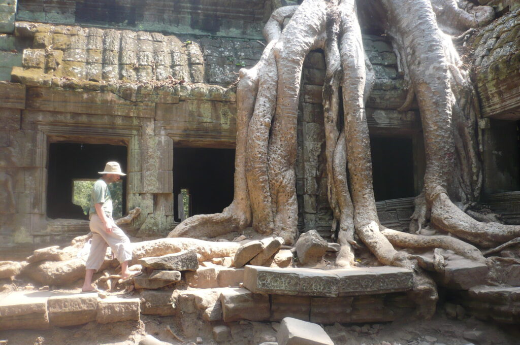Large tree growing through the ruins of Ta Prohm temple at Angkor