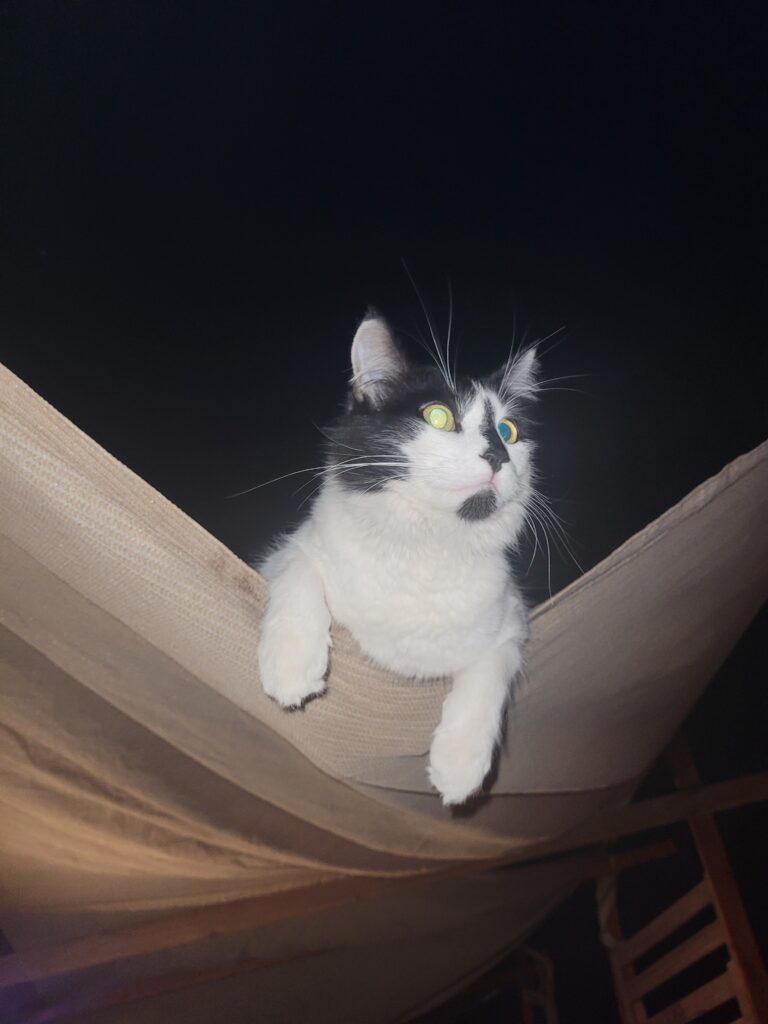 A black and white cat with different colored eyes sitting in a hammock on a drak night