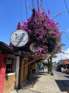 A purple flowering tree in Itacaré, Brazil