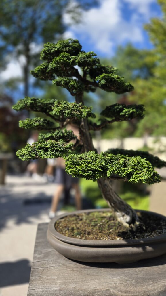 A bonzai tree at Meijer Gardens & Sculpture Park
