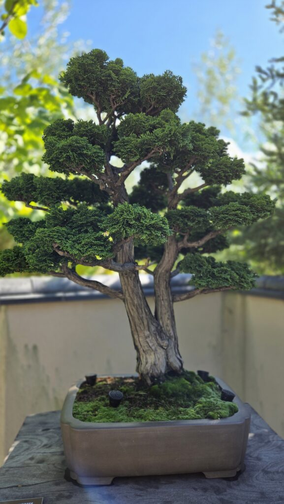 A beautiful bonzai tree
