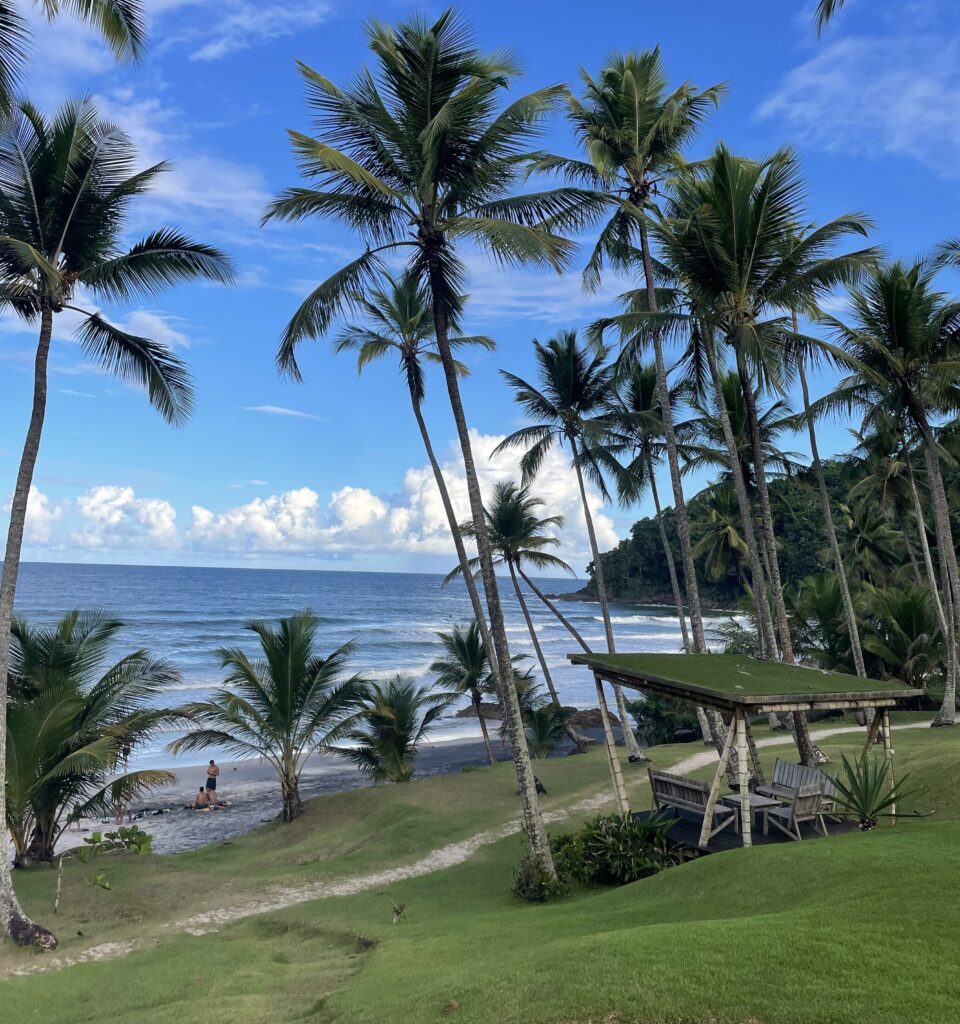 Palm trees at Praia Jeribucaçu near Itacaré, Brazil