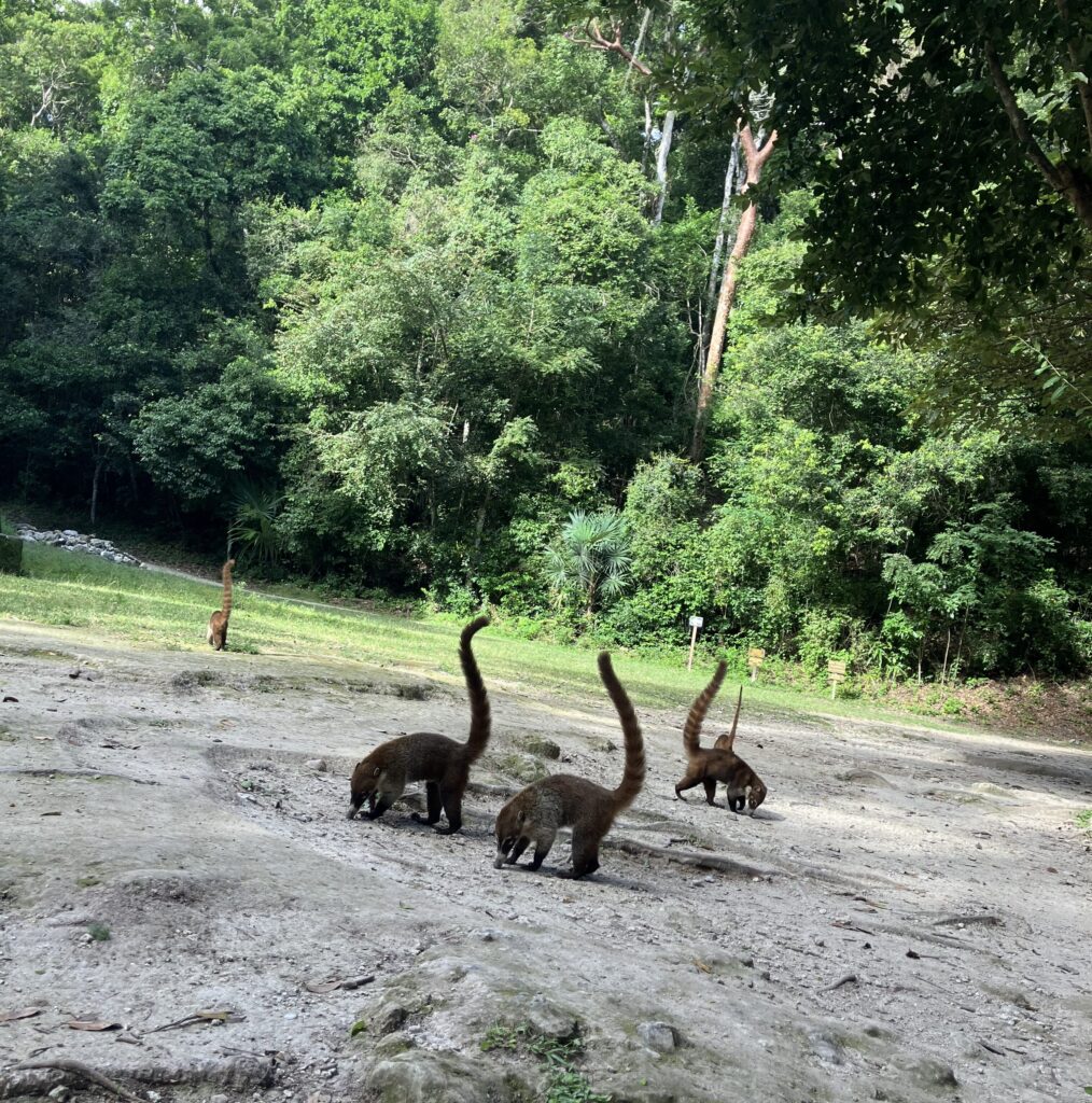 4 coatis searching for food in Tikal National Park, Guatemala
