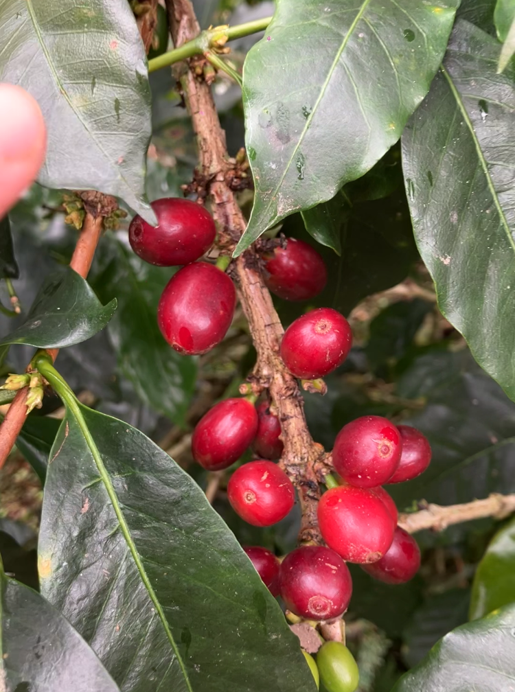 Reipe coffee berries on a coffee plant at the coffee plantation, Finca El Ocaso in Salento, Colombia